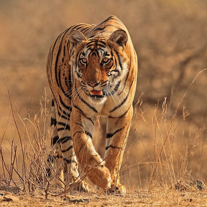 Tiger_2